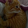 cat, kitten, ginger, fur, pet, animal, sleeping, cozy, blanket, soft, cute, whiskers, ears, tail, indoor, resting, closeup, feline, young, domestic