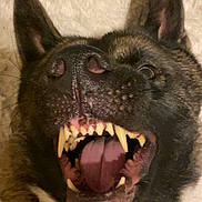 Kiona Aka Kiki is registered to the contest to win money with this photo: animal, background, canine, close_up, dog, ears, expression, face, fur, indoor, lying_down, mouth_open, pet, playful, sharp_teeth, snout, teeth, tongue, tongue_out, whiskers