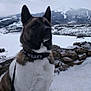 Kiona Aka Kiki is registered to the contest to win money with this photo: alert, animal, canine, cloudy_sky, cold, collar, dog, fur, landscape, leash, mountain, nature, outdoor, pet, quiet, rock, scenic, sit, snow, winter