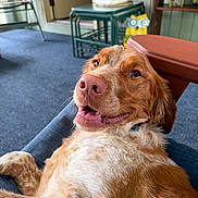Jasper is registered to the contest to win money with this photo: dog, smiling, indoor, couch, carpet, fan, table, decorations, owl_figurines, happy, pet, fur, nose, mouth, eyes, relaxed, home, furniture, cozy, closeup