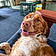 Jasper
