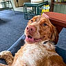 dog, smiling, indoor, couch, carpet, fan, table, decorations, owl_figurines, happy, pet, fur, nose, mouth, eyes, relaxed, home, furniture, cozy, closeup