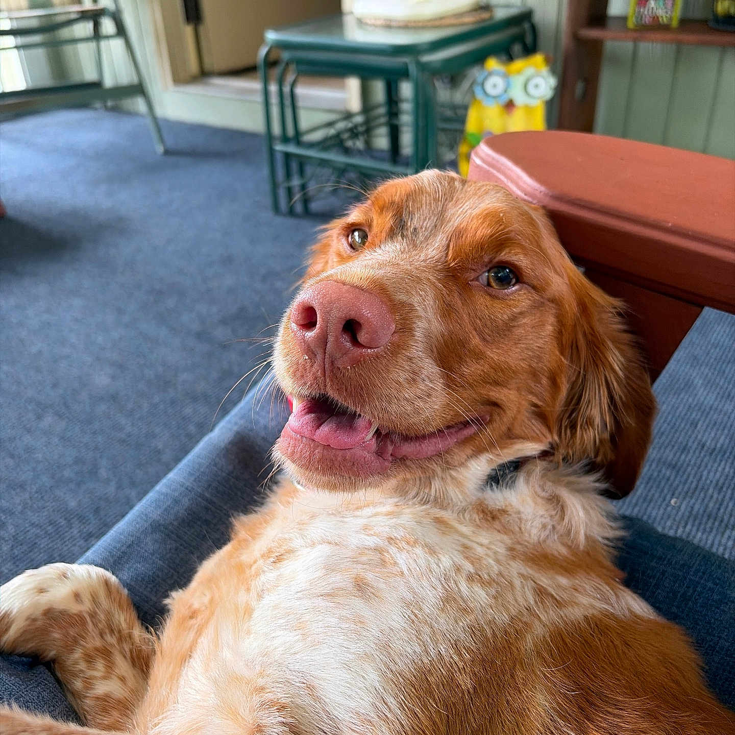 Jasper