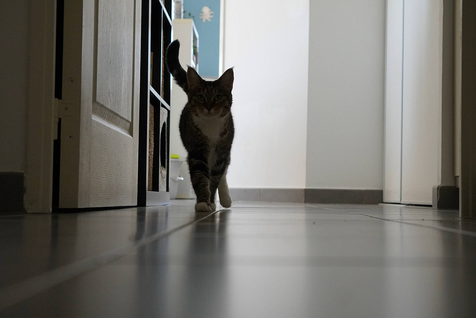 Chaton participe au concours pour gagner de l'argent avec cette photo : carnivore, cat, domestic_short_haired_cat, door, felidae, floor, flooring, fur, grey, hardwood, house, human_leg, leg, shadow, small_to_medium_sized_cats, snout, tail, whiskers, window, wood