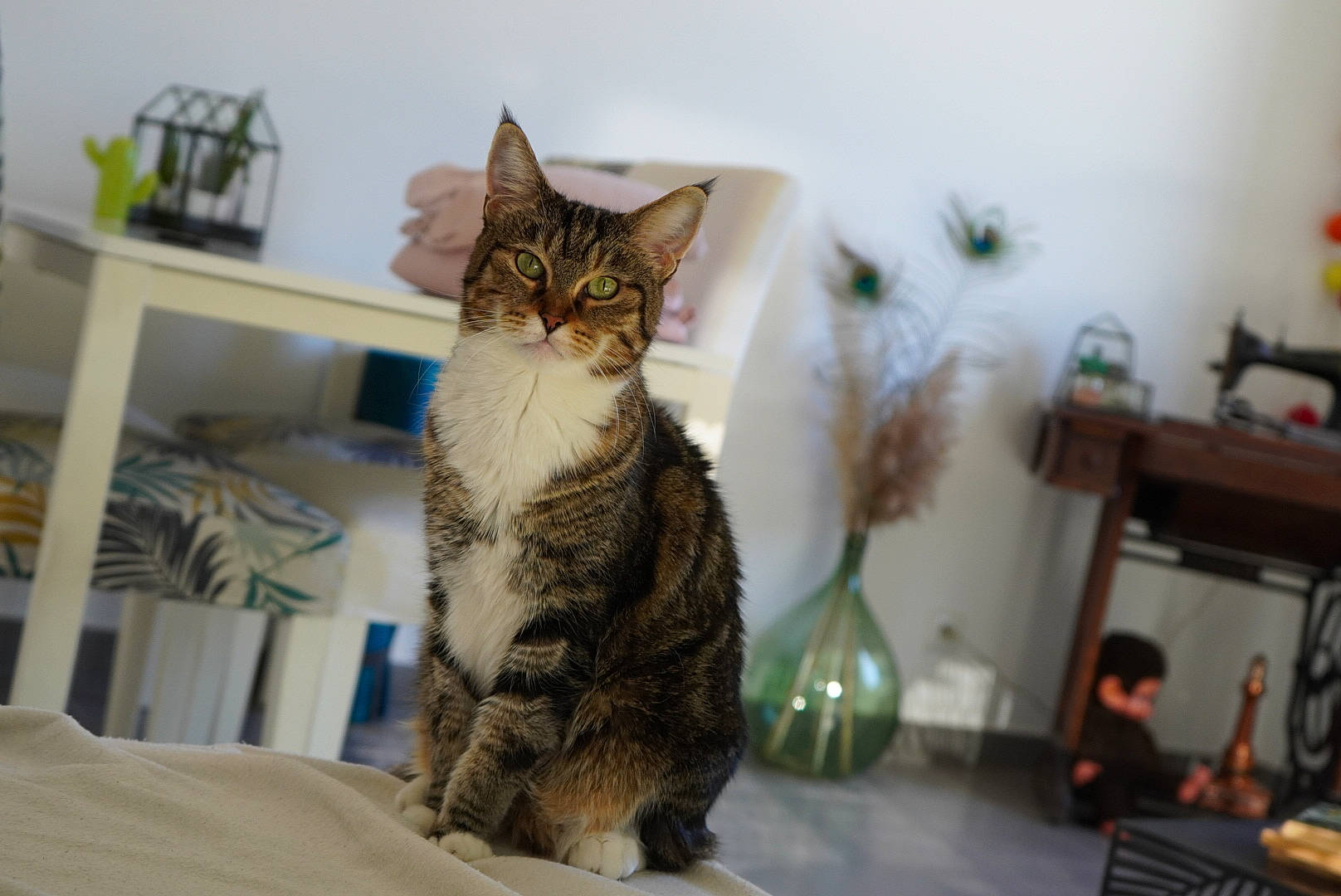 Chaton a rejoint le concours — aidez-le/la à gagner de superbes lots ! carnivore, cat, comfort, domestic_short_haired_cat, felidae, fur, paw, small_to_medium_sized_cats, snout, tail, tree, whiskers