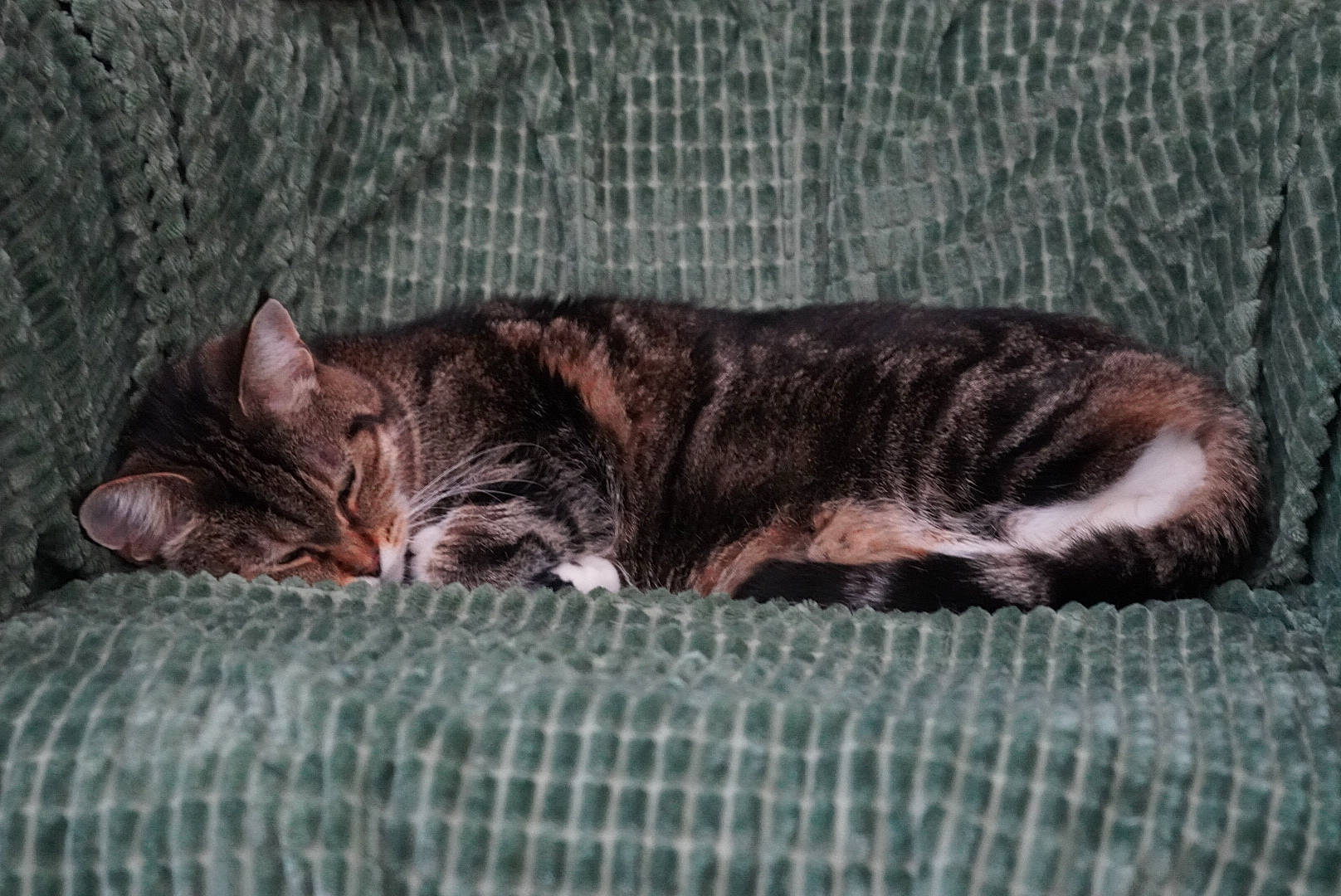 Chaton participe au concours pour gagner de l'argent avec cette photo : carnivore, cat, cat_bed, cat_supply, claw, comfort, domestic_short_haired_cat, fawn, felidae, fur, grey, nap, paw, sleep, small_to_medium_sized_cats, snout, tail, terrestrial_animal, whiskers