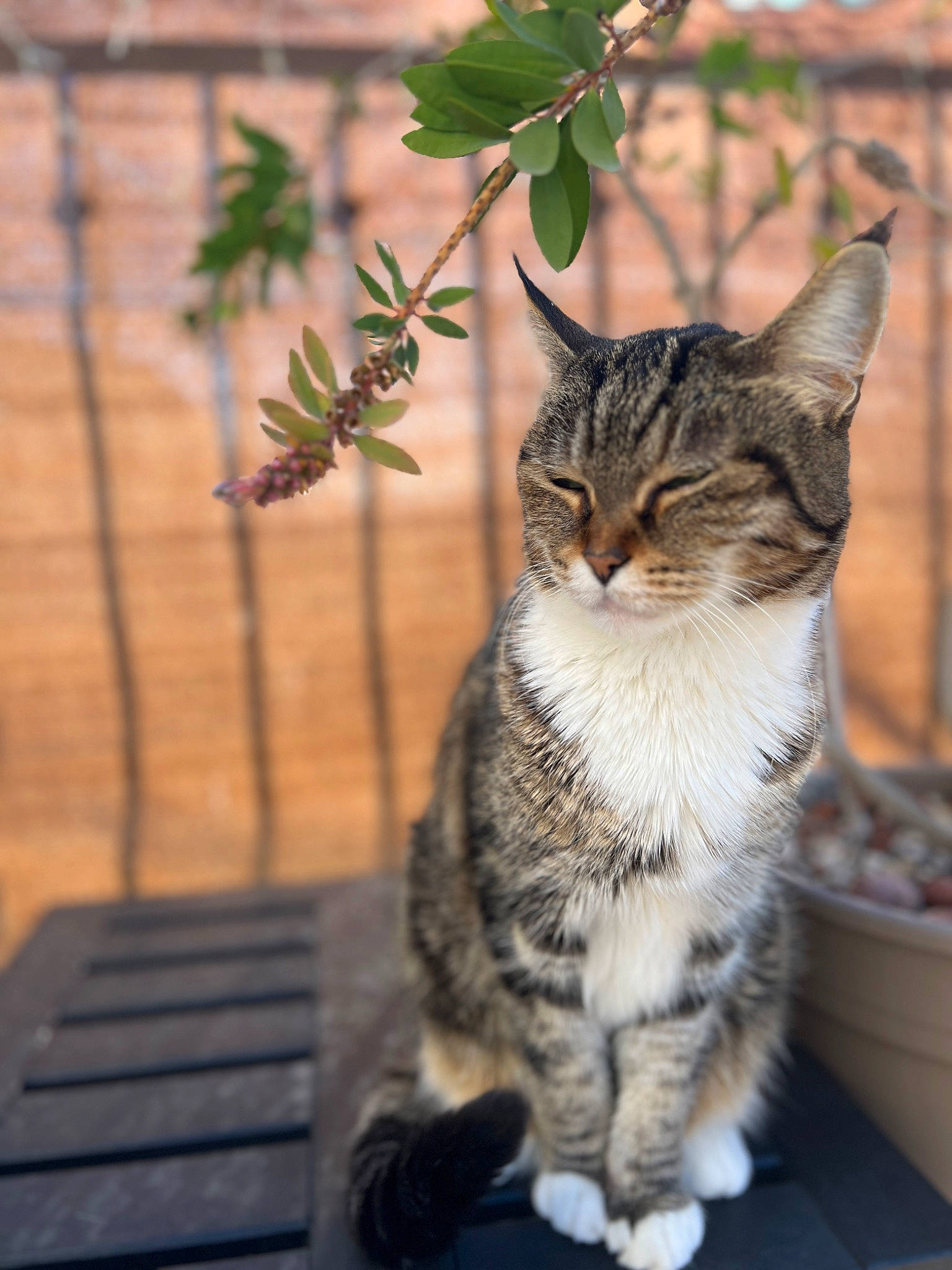 Chaton a rejoint le concours — aidez-le/la à gagner de superbes lots ! carnivore, cat, claw, domestic_short_haired_cat, fawn, felidae, fur, grass, houseplant, paw, plant, sitting, small_to_medium_sized_cats, snout, tail, terrestrial_animal, tree, whiskers, wildlife, wood
