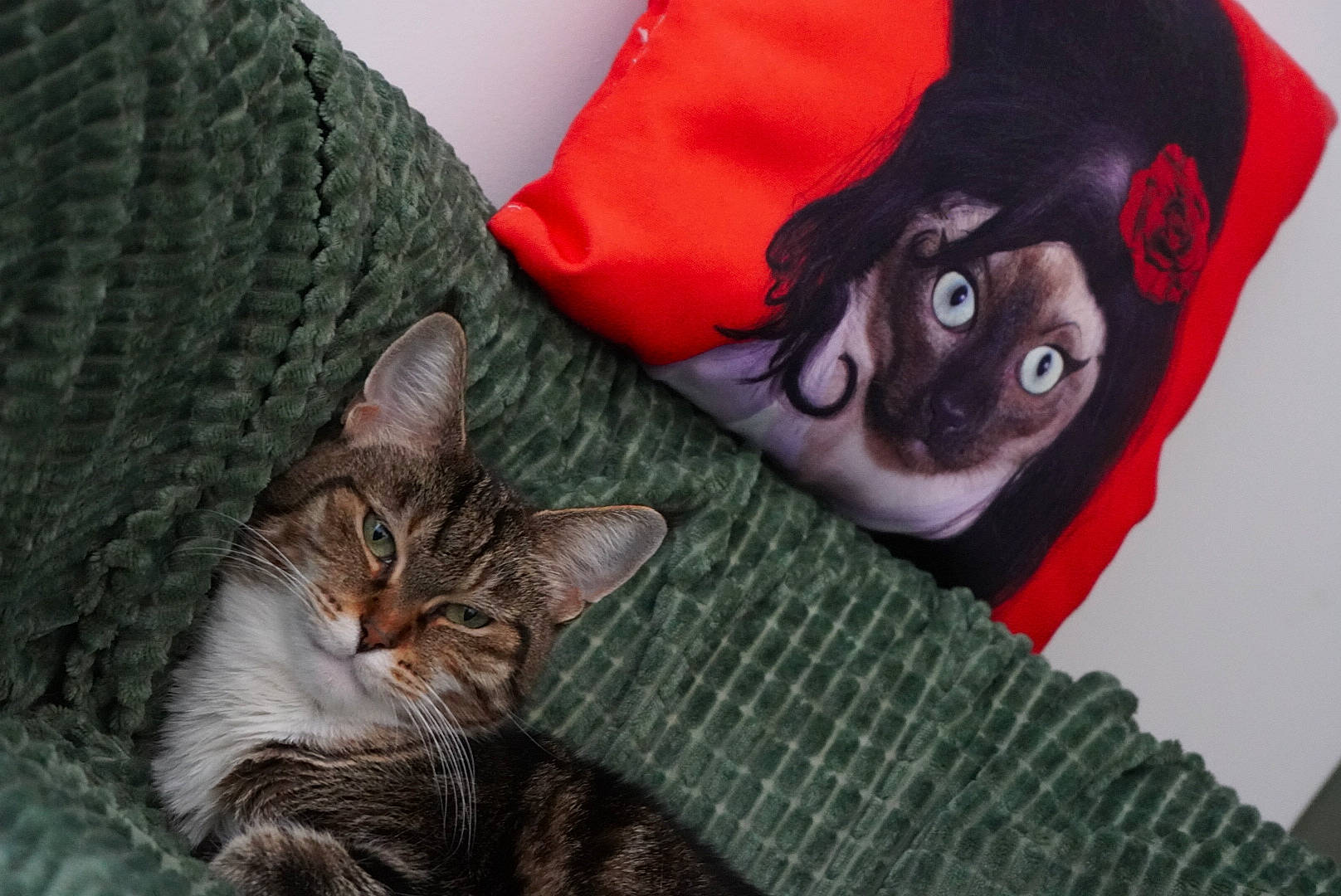 Chaton a rejoint le concours — aidez-le/la à gagner de superbes lots ! art, cap, carmine, carnivore, cat, claw, comfort, domestic_short_haired_cat, felidae, fictional_character, fur, grass, hat, linens, paw, sitting, small_to_medium_sized_cats, tail, tree, whiskers