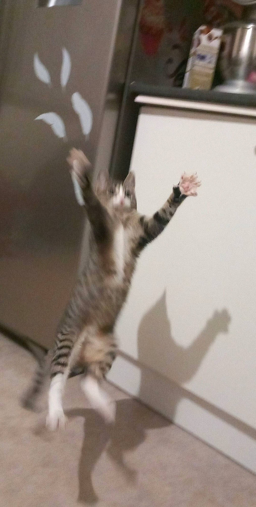 Chipie a rejoint le concours — aidez-le/la à gagner de superbes lots ! carnivore, cat, claw, domestic_short_haired_cat, felidae, flooring, fur, gesture, monochrome, monochrome_photography, paw, room, shadow, small_to_medium_sized_cats, tail, visual_arts, whiskers, wood