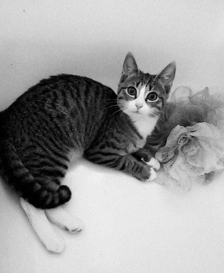 Chipie a rejoint le concours — aidez-le/la à gagner de superbes lots ! carnivore, cat, claw, comfort, domestic_short_haired_cat, felidae, fur, grey, mammal, monochrome, monochrome_photography, paw, small_to_medium_sized_cats, snout, tail, terrestrial_animal, vertebrate, whiskers