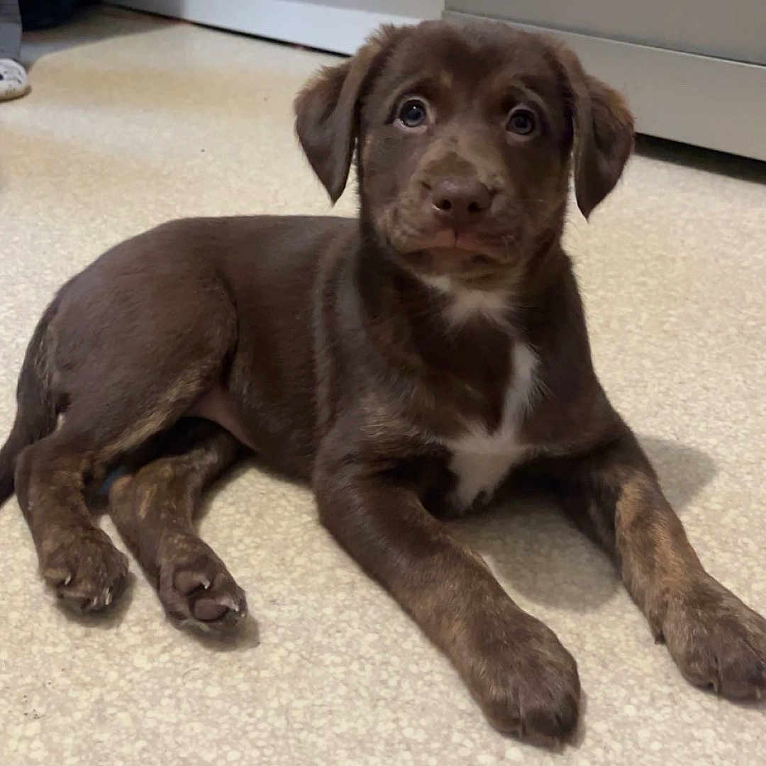 Cannelle a rejoint le concours — aidez-le/la à gagner de superbes lots ! animal, ball, boxer, bulldog, canine, dog, door, hardwood, hound, labradorretriever, mat, pet, pitbull, pointer, puppy, snout, sport, tennis, tennisball, wood