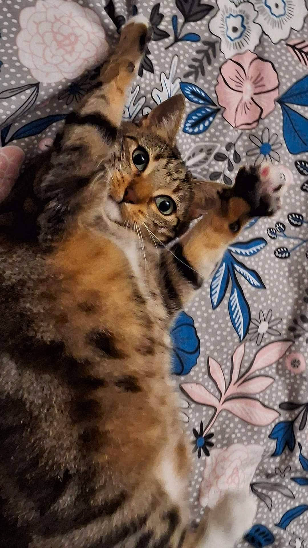 Praline a rejoint le concours — aidez-le/la à gagner de superbes lots ! carnivore, cat, domestic_short_haired_cat, door, fawn, felidae, fur, linens, pattern, small_to_medium_sized_cats, snout, tail, terrestrial_animal, whiskers, wildlife