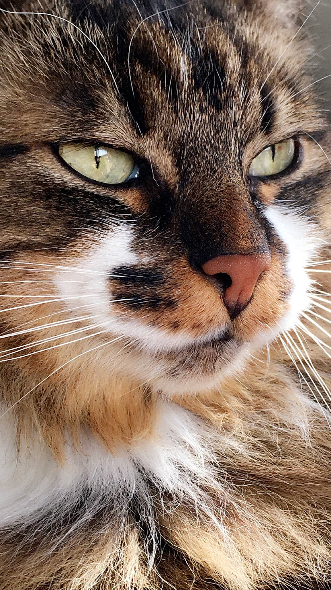 Pitbull participe au concours pour gagner de l'argent avec cette photo : aegean_cat, american_wirehair, asian, carnivore, cat, close_up, domestic_short_haired_cat, european_shorthair, eye, felidae, fur, mammal, norwegian_forest_cat, nose, photography, siberian, small_to_medium_sized_cats, snout, tabby_cat, whiskers