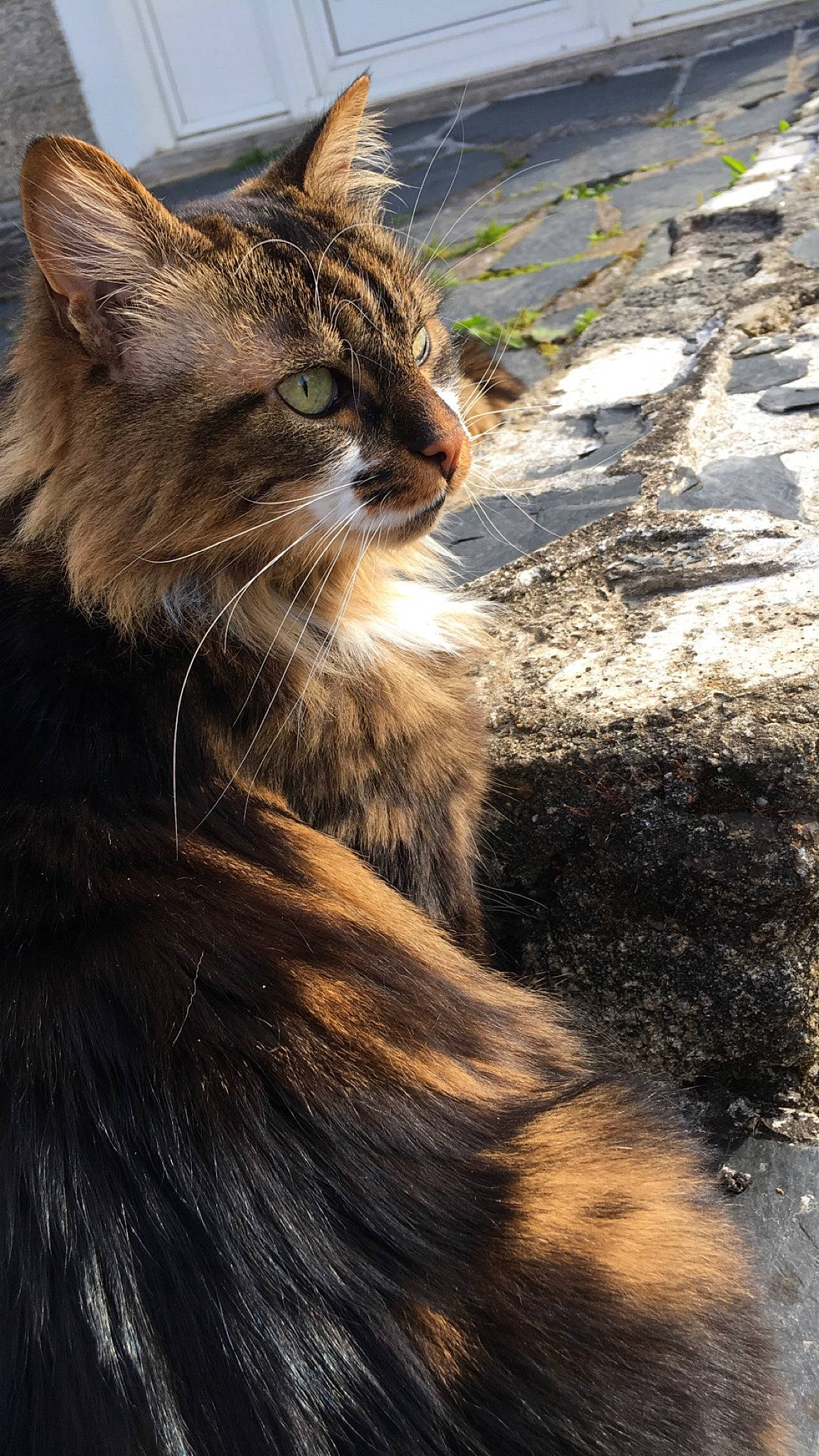 Pitbull a rejoint le concours — aidez-le/la à gagner de superbes lots ! carnivore, cat, claw, domestic_short_haired_cat, fawn, felidae, fur, grass, paw, plant, reflection, road_surface, shadow, small_to_medium_sized_cats, soil, tail, terrestrial_animal, tree, whiskers, wood