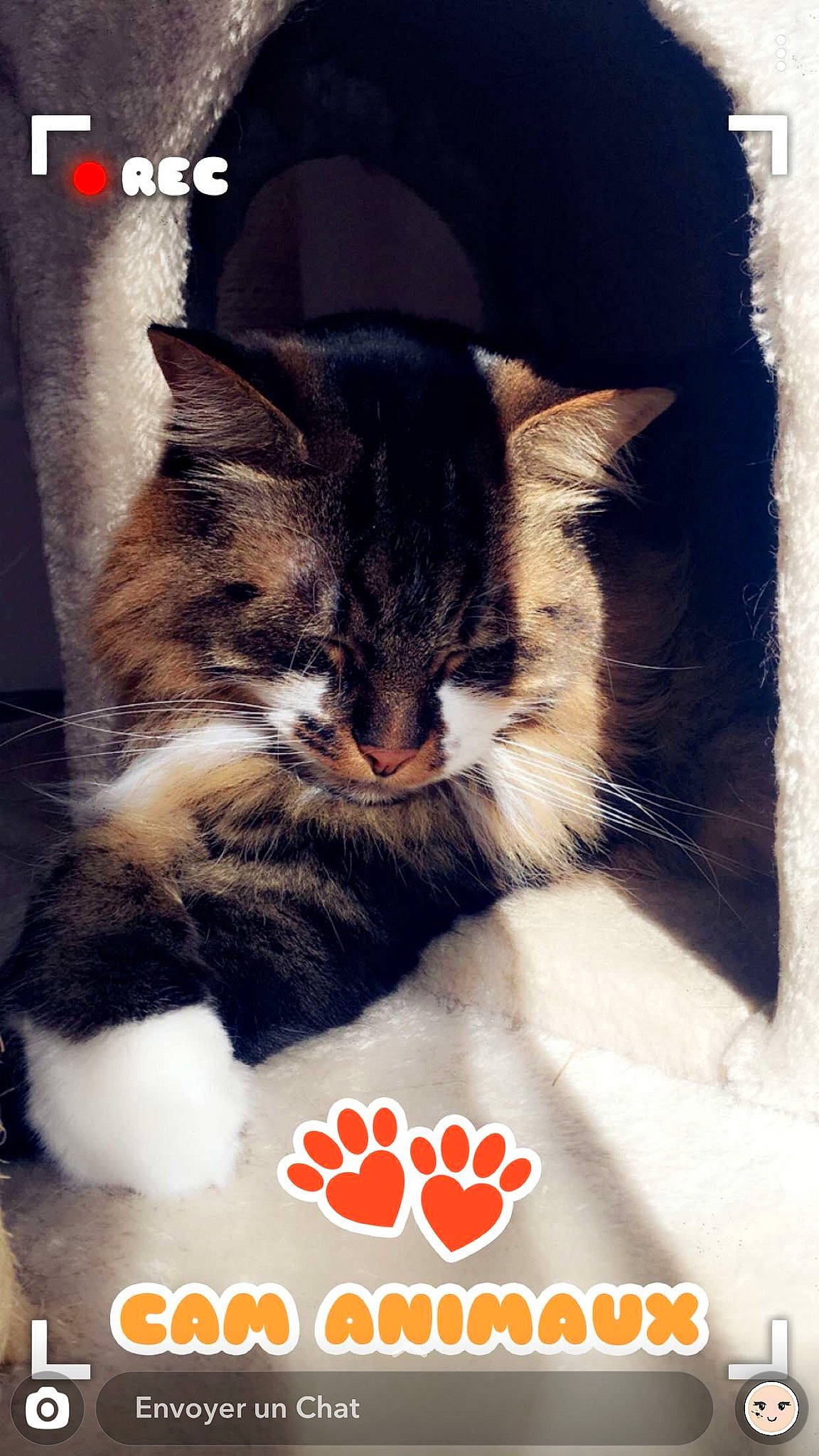 Pitbull participe au concours pour gagner de l'argent avec cette photo : box, carnivore, cat, cat_supply, claw, domestic_short_haired_cat, felidae, font, fur, logo, paw, photo_caption, plant, publication, sky, small_to_medium_sized_cats, snout, tail, whiskers, window