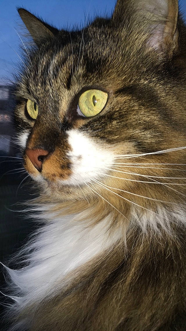 Pitbull a rejoint le concours — aidez-le/la à gagner de superbes lots ! aegean_cat, american_curl, carnivore, cat, close_up, domestic_long_haired_cat, domestic_short_haired_cat, european_shorthair, eye, felidae, fur, iris, maine_coon, mammal, norwegian_forest_cat, siberian, small_to_medium_sized_cats, snout, tabby_cat, whiskers
