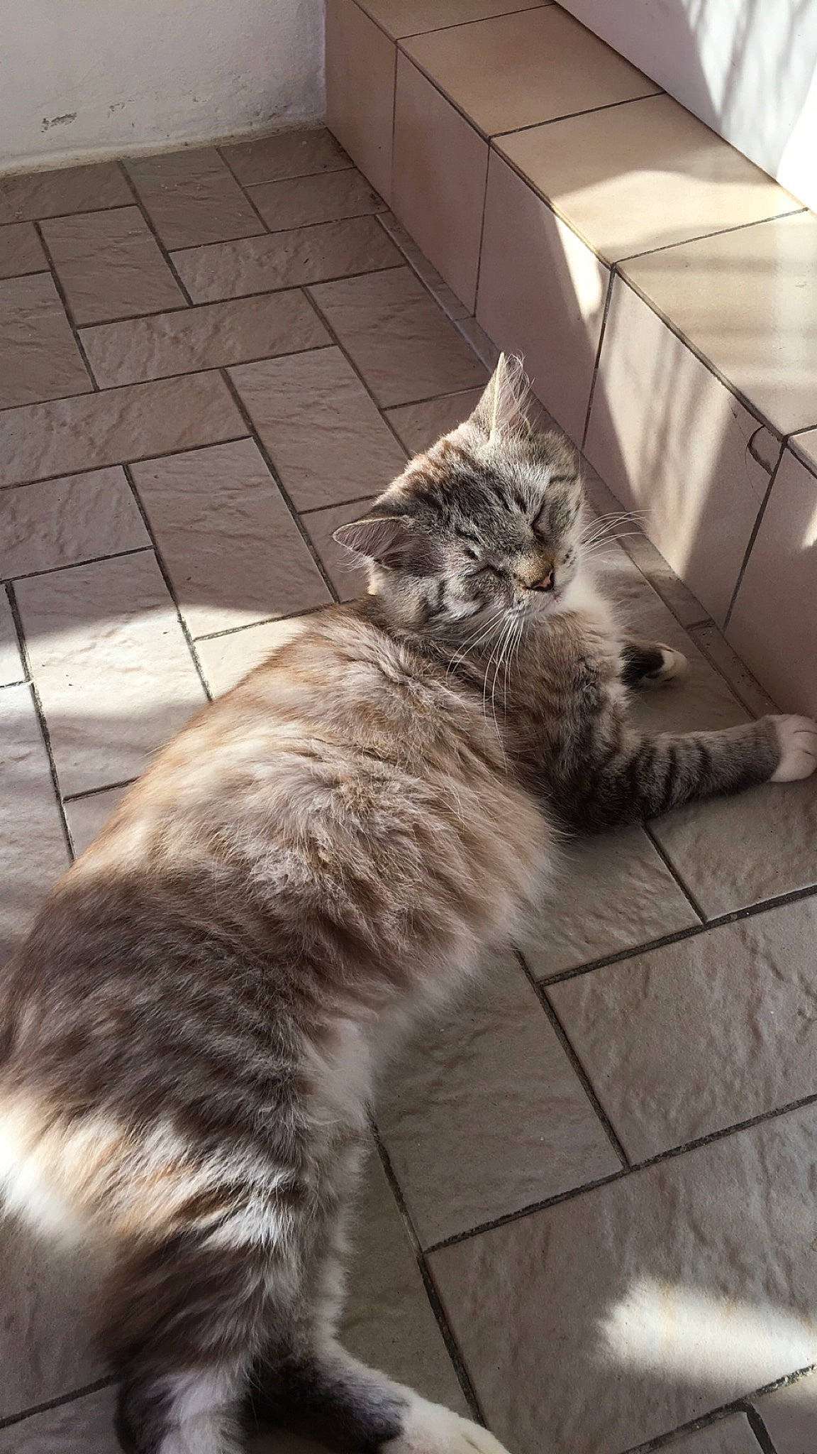 Clarence a rejoint le concours — aidez-le/la à gagner de superbes lots ! carnivore, cat, claw, domestic_short_haired_cat, fawn, felidae, floor, flooring, fur, grey, hardwood, mammal, paw, road_surface, small_to_medium_sized_cats, snout, tail, vertebrate, whiskers, wood