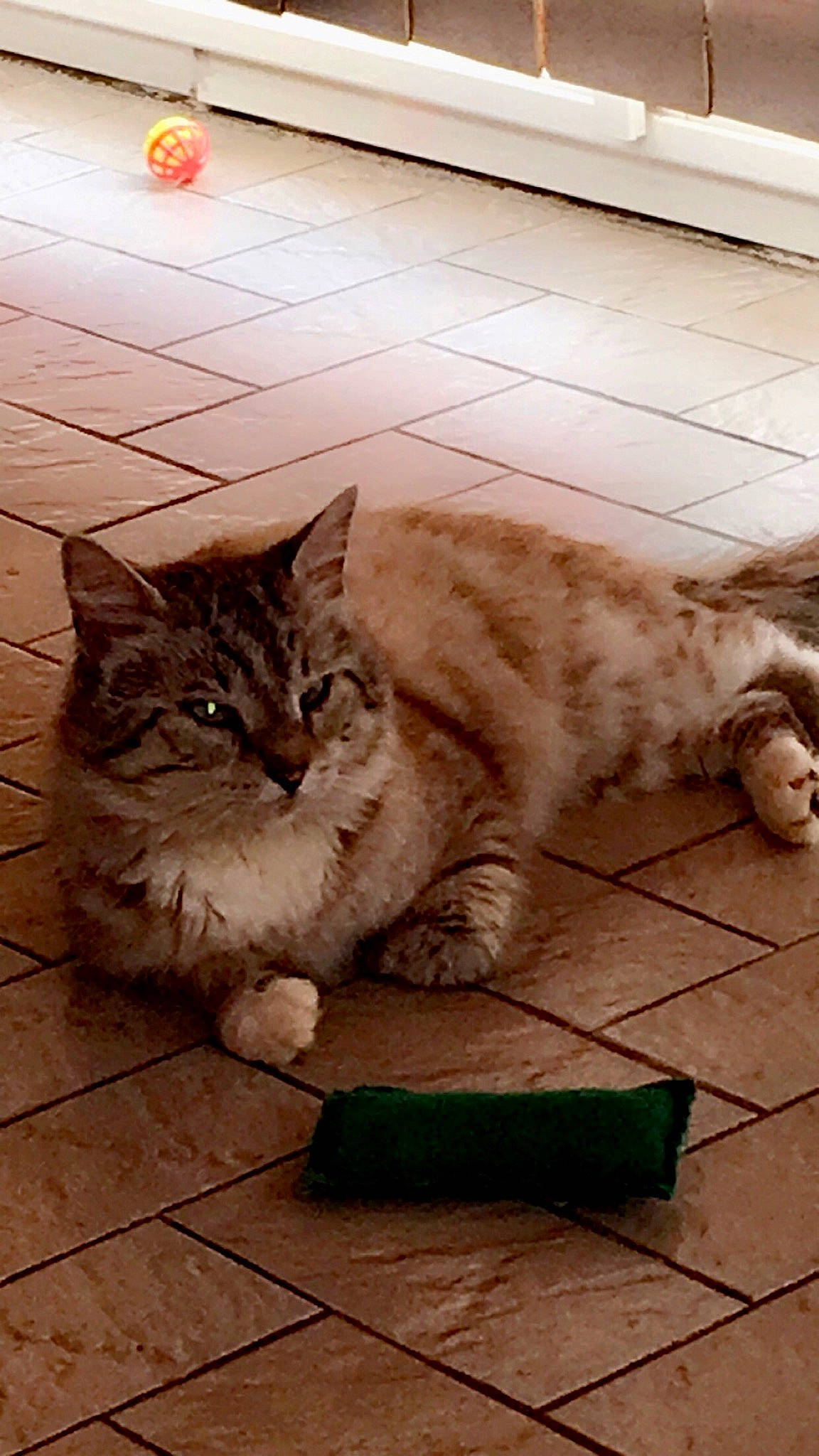 Clarence participe au concours pour gagner de l'argent avec cette photo : carnivore, cat, domestic_short_haired_cat, fawn, felidae, floor, flooring, fur, grey, hardwood, paw, road_surface, sidewalk, small_to_medium_sized_cats, snout, tail, terrestrial_animal, whiskers, window, wood