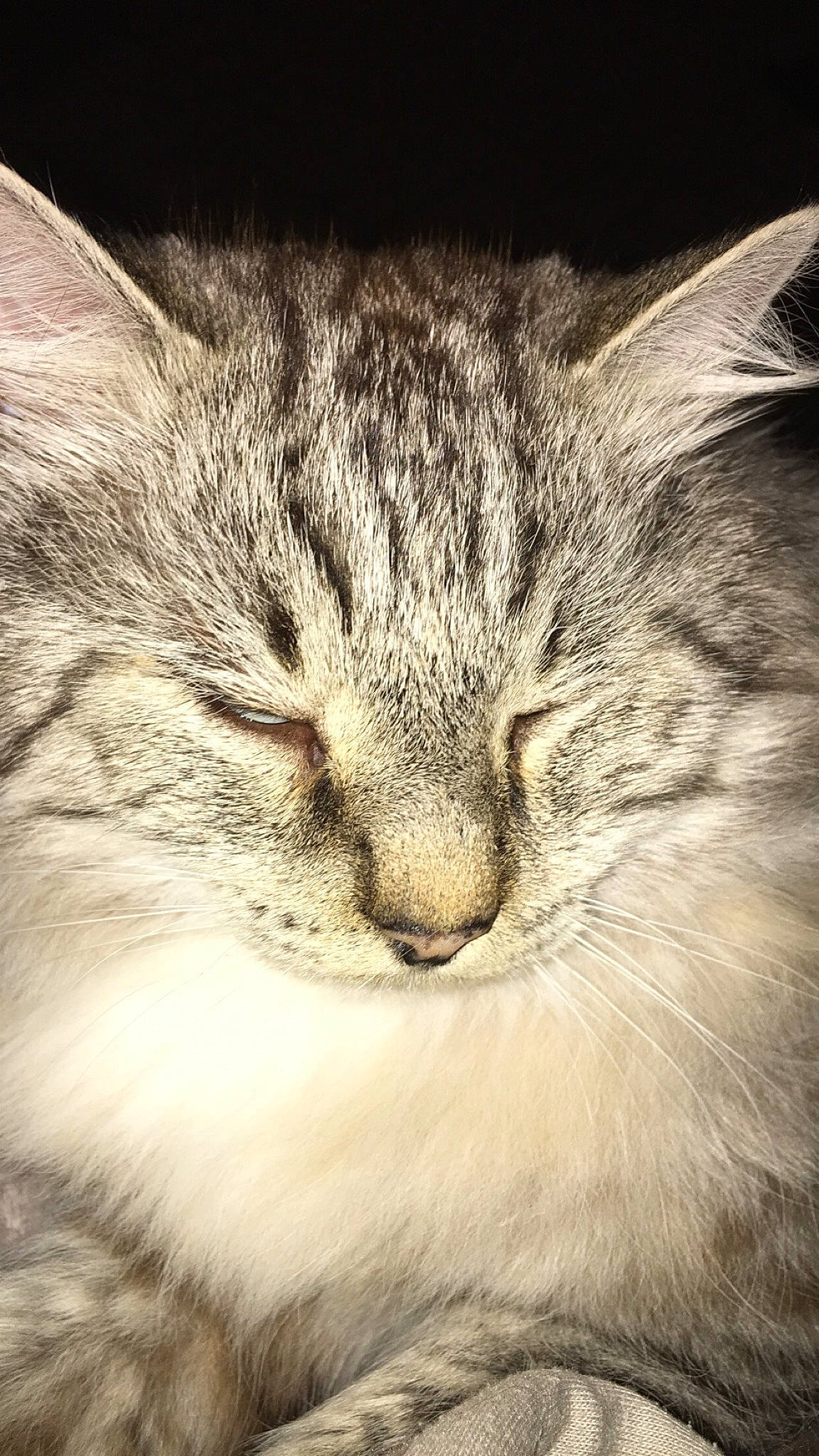 Clarence participe au concours pour gagner de l'argent avec cette photo : carnivore, cat, close_up, felidae, fur, small_to_medium_sized_cats, snout, vertebrate, whiskers