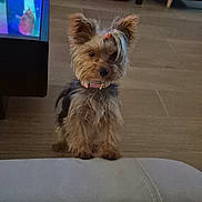 Abbie a rejoint le concours — aidez-le/la à gagner de superbes lots ! dog, yorkshire_terrier, small_dog, pet, canine, sitting, portrait, topknot, collar, long_hair, brown_fur, black_fur, living_room, indoors, television, sofa, pet_bed, tile_floor, home, cute