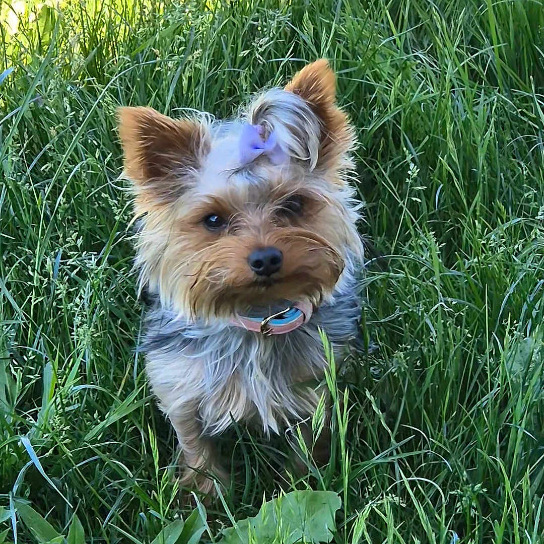 Abbie