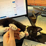 Otis joined the competition — help win amazing prizes! kitten, cat, black_and_white, paw, human_hand, keyboard, computer_screen, desk, notes, pen, workstation, collar, playful, cute, indoor, technology, office, fingertip, pet, closeup