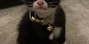Otis is registered to the contest to win money with this photo: kitten, cat, tuxedo_cat, black_and_white, pink_nose, collar, bell, carpet, indoor, pet, cute, small, feline, whiskers, ears, sitting, fur, animal, domestic, curious