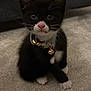 kitten, cat, tuxedo_cat, black_and_white, pink_nose, collar, bell, carpet, indoor, pet, cute, small, feline, whiskers, ears, sitting, fur, animal, domestic, curious