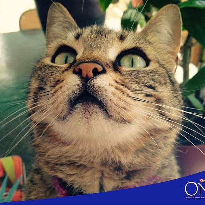 Minou