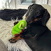 Naya participe au concours pour gagner de l'argent avec cette photo : dog, dachshund, pet, black_and_tan, long_body, floppy_ears, brown_eyes, lying_down, holding_toy, plush_toy, green_toy, indoors, bed, blanket, furry_blanket, cozy, portrait, close_up, home, relaxed