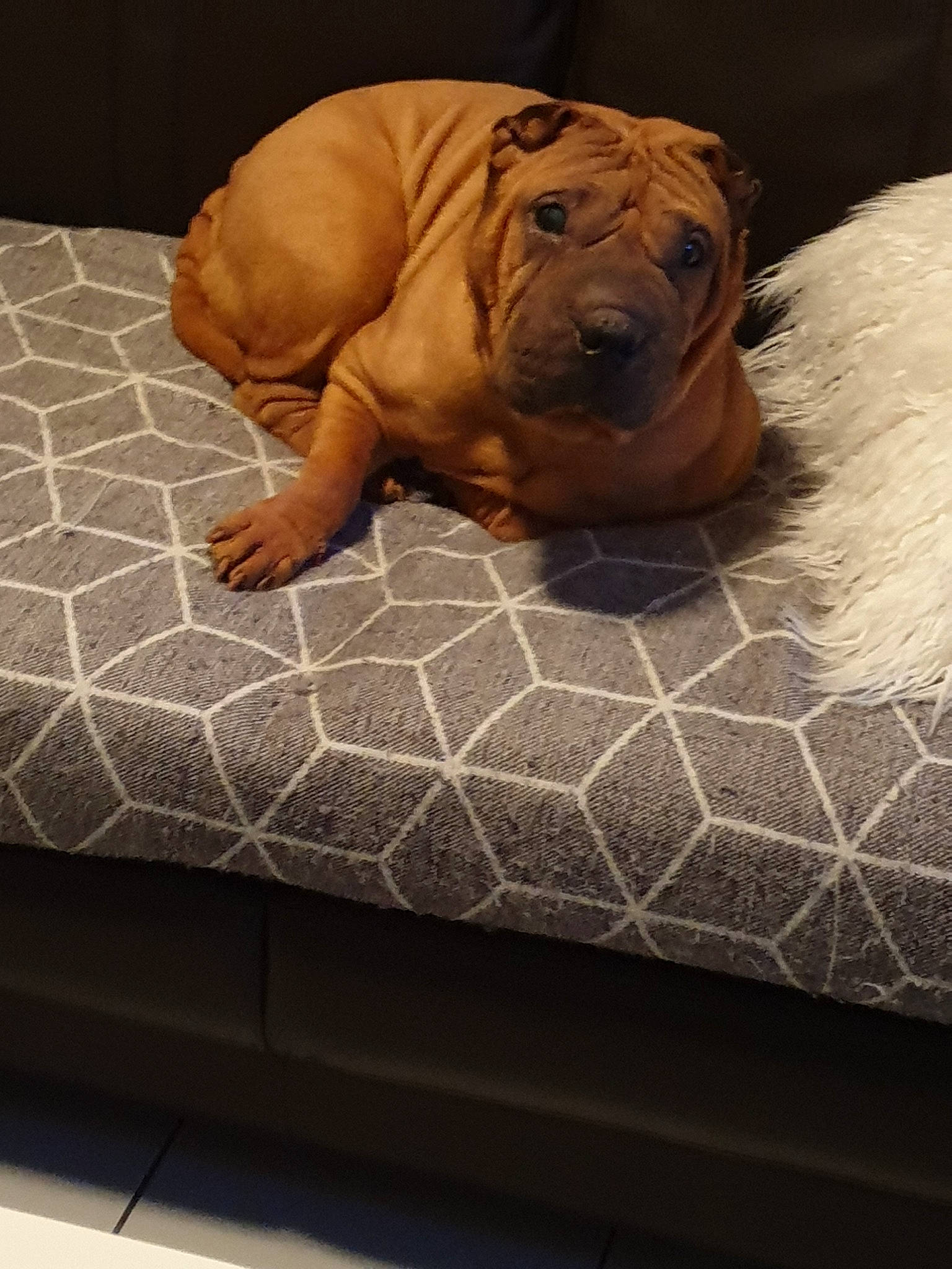 Bonnie