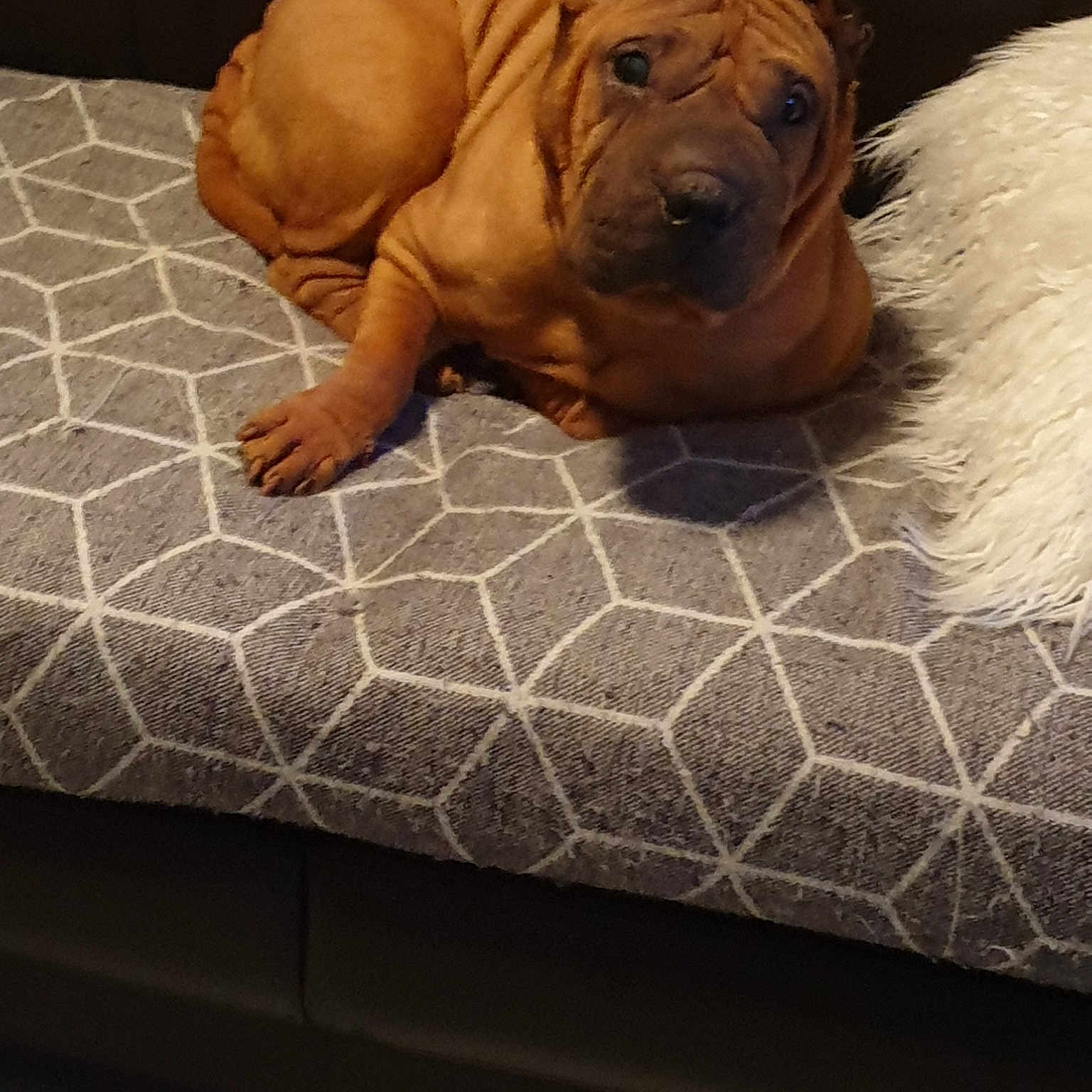Bonnie