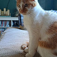 Beazus is registered to the contest to win money with this photo: animal, books, bookshelf, cat, closeup, cozy, curious, decor, fur, furniture, home, indoor, mammal, orange_and_white, pet, portrait, relaxed, sitting, texture, whiskers