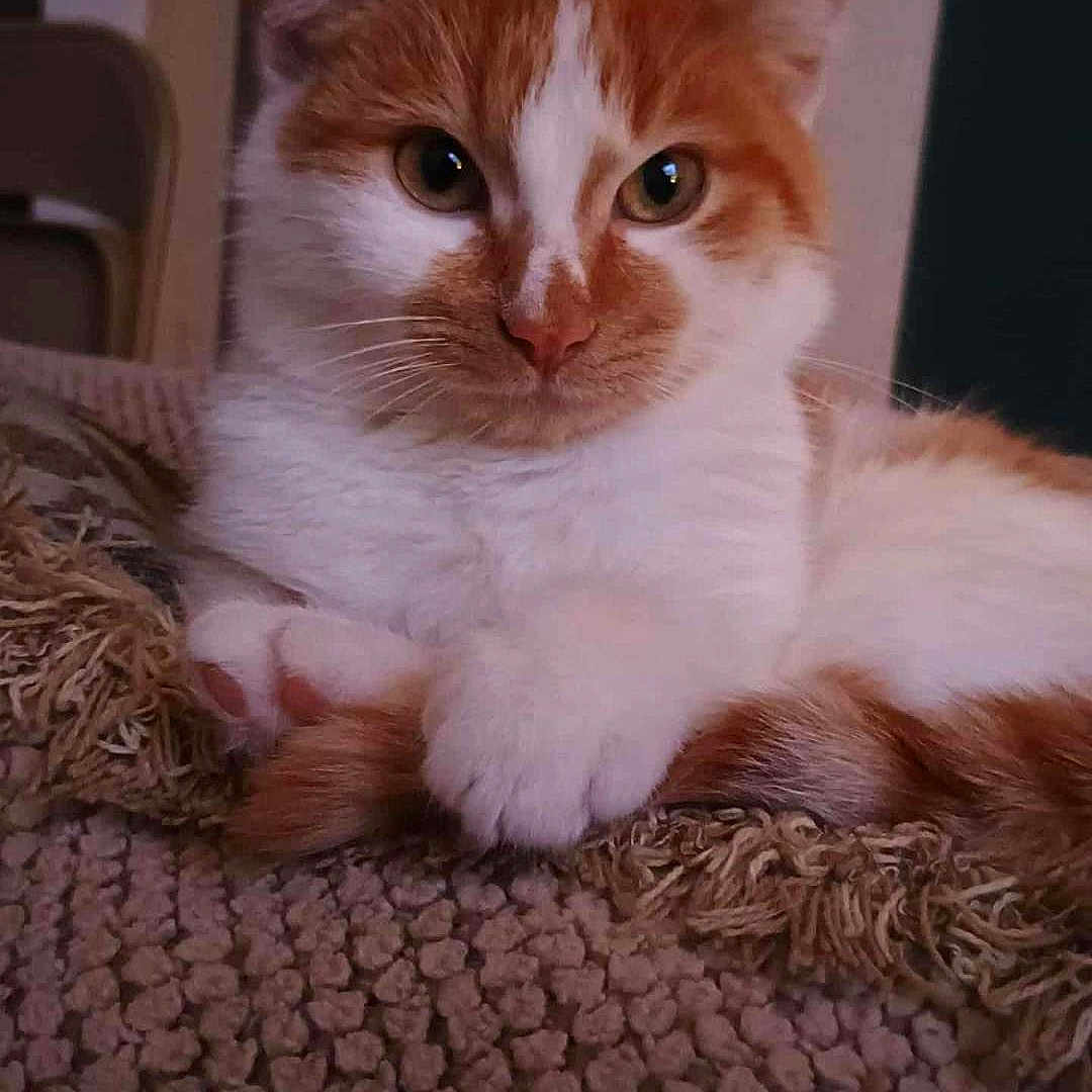 Beazus joined the competition — help win amazing prizes! animal, blanket, cat, closeup, companion, cozy, cute, domestic, feline, fur, indoor, mammal, orange_and_white, paws, pet, portrait, relaxed, resting, texture, whiskers