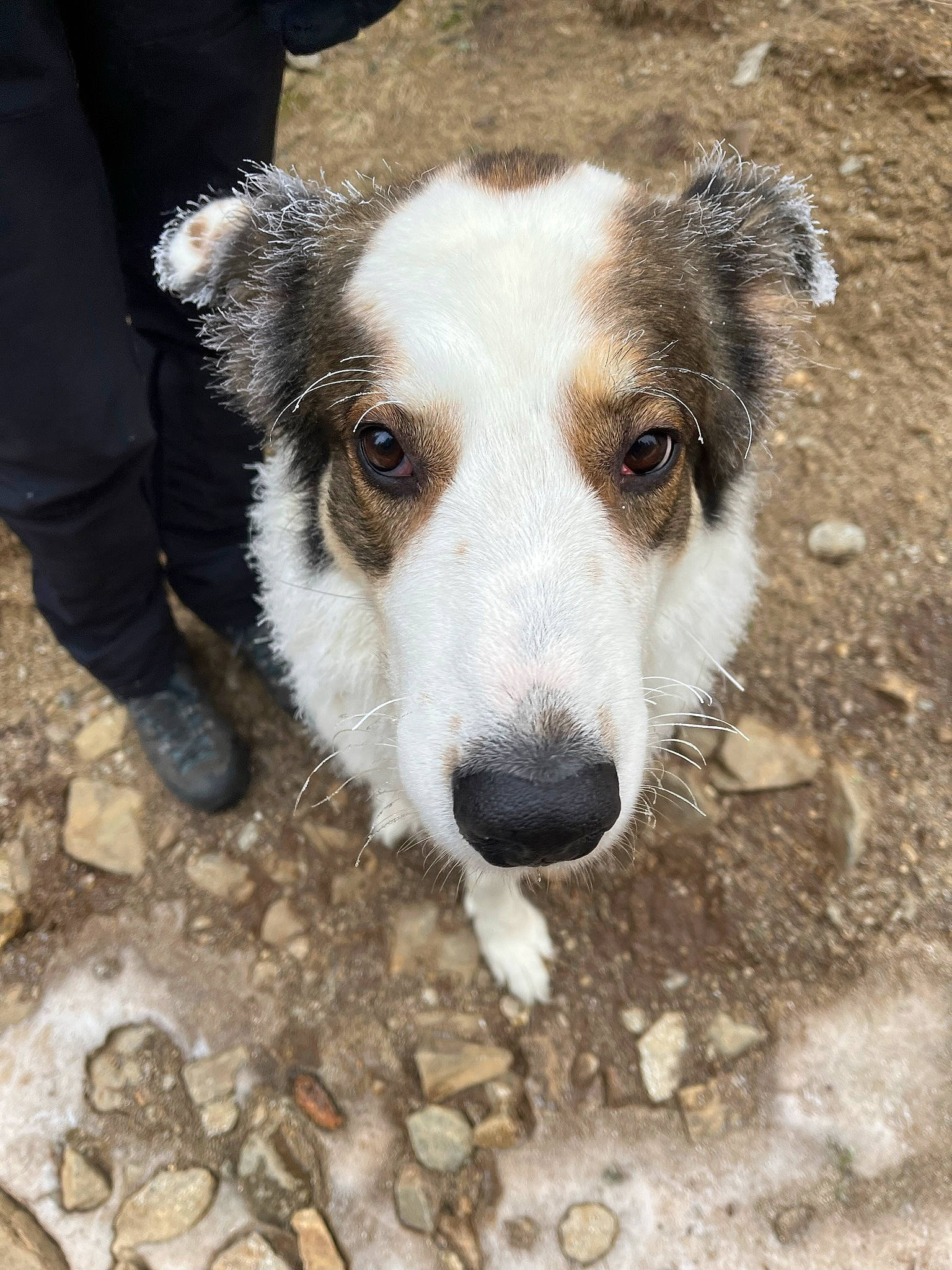 Ursus participe au concours pour gagner de l'argent avec cette photo : ancient_dog_breeds, canidae, carnivore, companion_dog, dog, dog_breed, fur, herding_dog, soil, street_dog, terrestrial_animal, whiskers, working_animal, working_dog