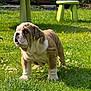 Ranger is registered to the contest to win money with this photo: bulldog, puppy, dog, grass, flower, outdoor, green, stool, curious, pet, animal, canine, young, sunlight, nature, garden, cute, small, playful, daytime