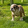 Ranger is registered to the contest to win money with this photo: bulldog, puppy, dog, grass, flower, outdoor, sunlight, pet, canine, young, nature, animal, greenery, summer, walk, playful, cute, fur, mammal, park