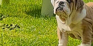 Ranger joined the competition — help win amazing prizes! bulldog, puppy, dog, grass, outdoor, greenery, table, plant_pot, pet, cute, animal, young_dog, sunlight, garden, nature, fur, canine, looking_up, summer, playful