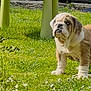 bulldog, puppy, dog, grass, outdoor, greenery, table, plant_pot, pet, cute, animal, young_dog, sunlight, garden, nature, fur, canine, looking_up, summer, playful