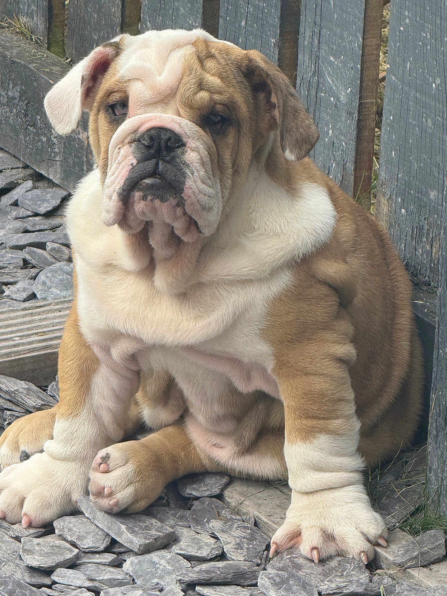 Ranger joined the competition — help win amazing prizes! bulldog, puppy, dog, pet, animal, outdoor, stone, rocks, wooden_fence, fur, paw, ears, cute, wrinkles, sitting, portrait, closeup, brown, white, companion