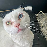 Neige a rejoint le concours — aidez-le/la à gagner de superbes lots ! cat, white_cat, heterochromia, blue_eye, green_eye, whiskers, long_whiskers, close_up, portrait, pet, indoor, cushion, pink_nose, fluffy_fur, curious_expression, bed, charger_cable, black_background, domestic_animal, feline