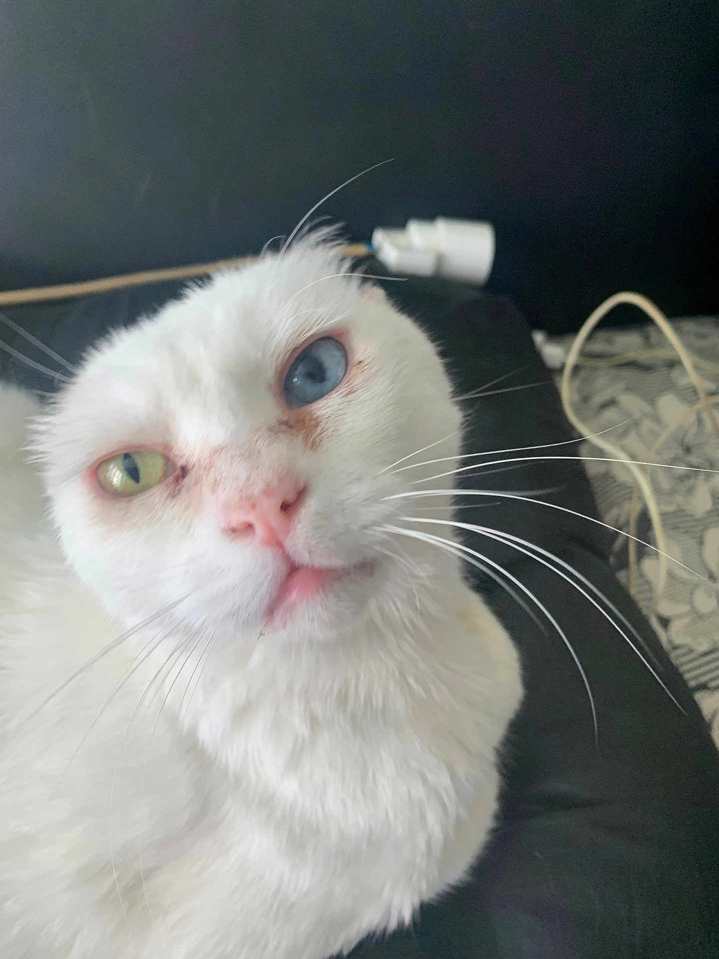 Neige a rejoint le concours — aidez-le/la à gagner de superbes lots ! cat, white_cat, heterochromia, blue_eye, green_eye, whiskers, long_whiskers, close_up, portrait, pet, indoor, cushion, pink_nose, fluffy_fur, curious_expression, bed, charger_cable, black_background, domestic_animal, feline