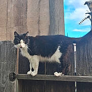 Kitty joined the competition — help win amazing prizes! cat, tuxedo_cat, black_and_white, animal, pet, feline, whiskers, ears, eyes, standing, outdoor, fence, wood, weathered, sky, blue_sky, rooftop, portrait, fur, full_body