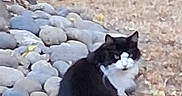 Kitty is registered to the contest to win money with this photo: cat, black_cat, white_cat, animal, pet, sitting, outdoor, garden, river_stones, pebbles, rocks, ground, dirt, tree, leaves, nature, fur, tail, portrait, blurry