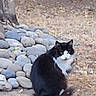 animal, black_cat, blurry, cat, dirt, fur, garden, ground, leaves, nature, outdoor, pebbles, pet, portrait, river_stones, rocks, sitting, tail, tree, white_cat