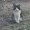 Kitty is registered to the contest to win money with this photo: cat, black_and_white_cat, animal, pet, sitting, outdoor, garden, grass, dirt, leaves, plants, tuxedo_cat, feline, portrait, looking_at_camera, ears, tail, whiskers, nature, ground