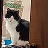 Kitty joined the competition — help win amazing prizes! cat, cats, tuxedo_cat, black_and_white, feline, animals, pet, sitting, standing, nose_touching, interaction, bathroom, doorway, door, laundry, clothes, basket, household, indoors, portrait