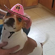 Gizmo is registered to the contest to win money with this photo: dog, pink_hat, cowboy_hat, indoor, tile_floor, brown_and_white, pet, animal, playful, tail, person, hand, holding, kitchen, cabinet, blur, cute, small_dog, domestic_animal, star_badge