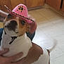 dog, pink_hat, cowboy_hat, indoor, tile_floor, brown_and_white, pet, animal, playful, tail, person, hand, holding, kitchen, cabinet, blur, cute, small_dog, domestic_animal, star_badge