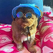 Bentley is registered to the contest to win money with this photo: dog, pet, blue_hat, sunglasses, fluffy, brown_fur, small_dog, blanket, heart_pattern, indoor, cozy, cute, accessory, fashion, portrait, sitting, animal, companion, relaxing, adorable